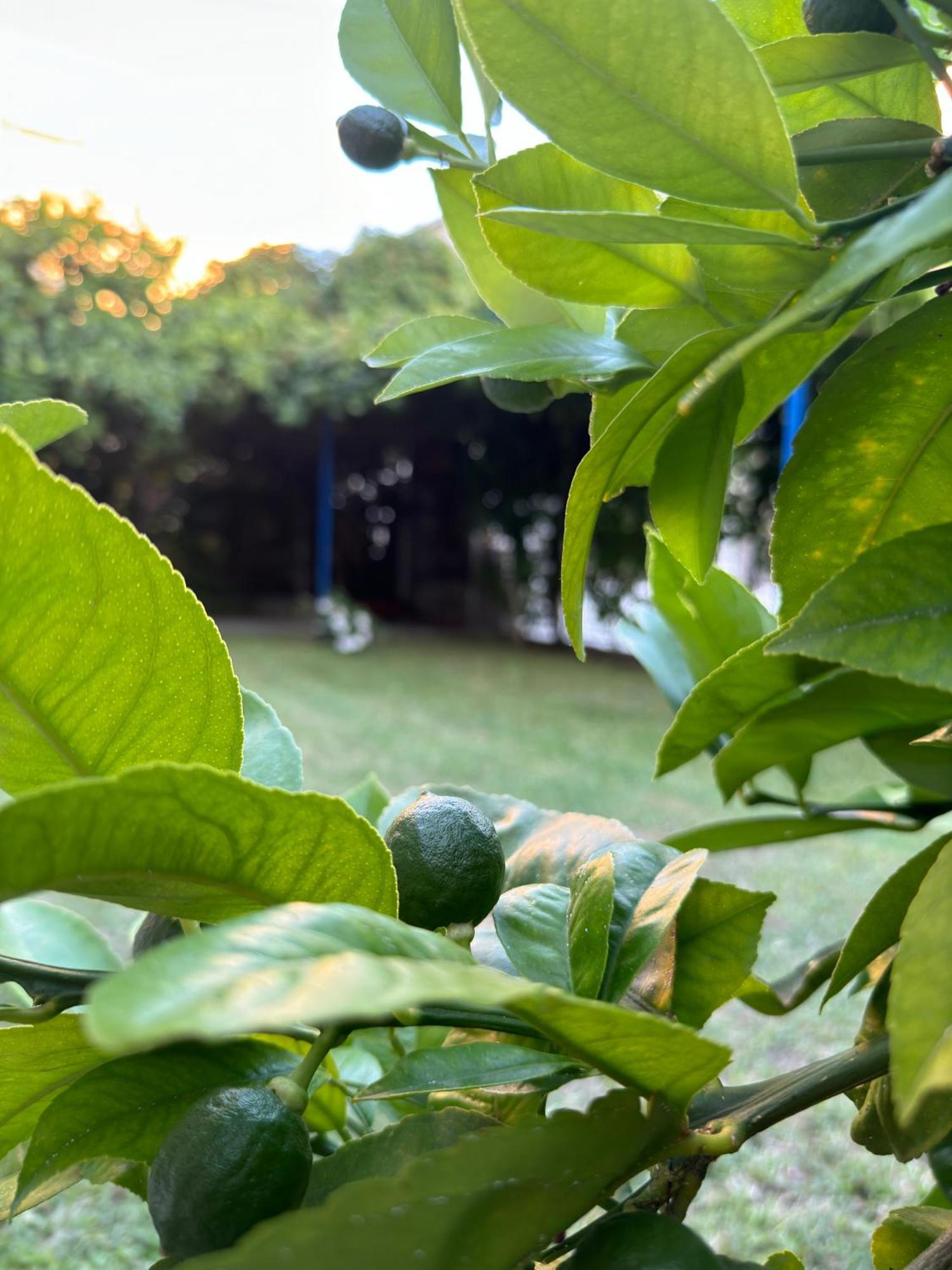 דירות ספליט Valentinas Garden מראה חיצוני תמונה