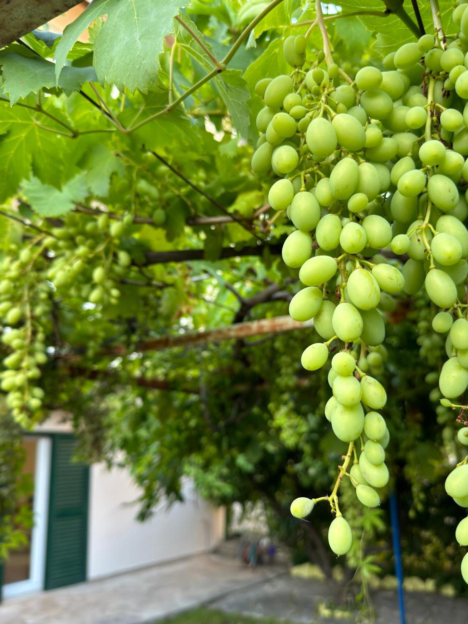 דירות ספליט Valentinas Garden מראה חיצוני תמונה